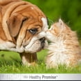 thumbnail image 3 of Four Paws - Eye Wipes from Dogs & Cats 25 Count - 100202124-01772, 3 of 10