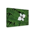 thumbnail image 2 of Trademark Fine Art 'Bunchberry and Ferns II color' Canvas Art by Alan Majchrowicz, 2 of 4