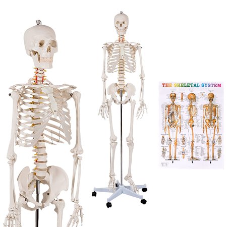 Human Skeleton Model for Anatomy, 70.8” Life Size Skeleton Model with Nervous System and Rolling Stand for Medical Study, Anatomical Skeleton with Movable Arms and Legs, Dust Cover & Poster