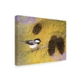 thumbnail image 2 of Trademark Fine Art 'Chickadee in the Pines I' Canvas Art by Marcia Matcham, 2 of 4
