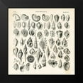 thumbnail image 2 of Babbitt, Gwendolyn 20x20 Black Modern Framed Museum Art Print Titled - Shell Chart I, 2 of 5