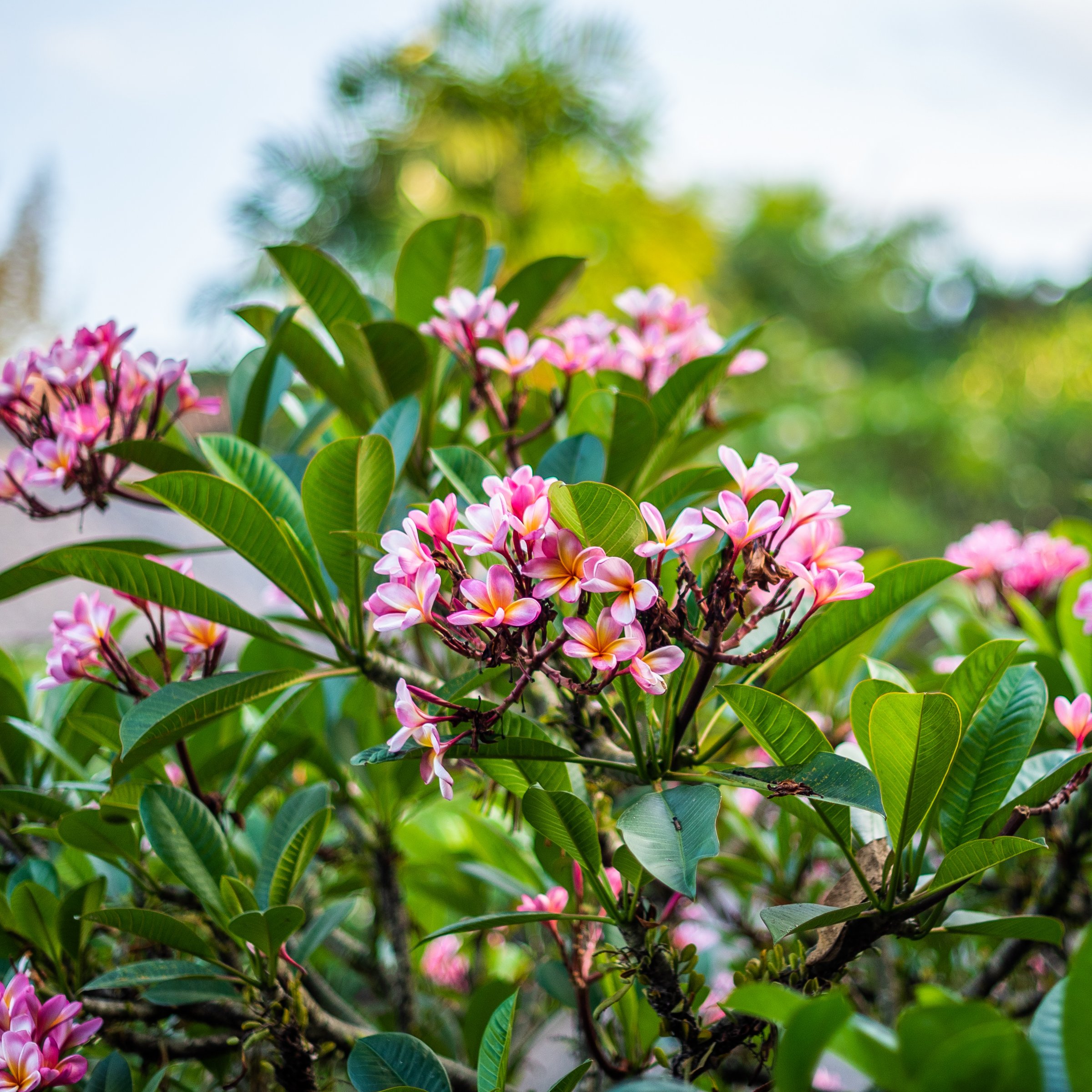 1 gal. Plumeria Mabela Plant with Multicolor Flowers