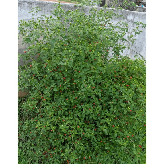 200 Pequin Chili Pepper Seeds for Planting, Hot Bird Pepper Seeds Red Peppers Vegetable Seeds