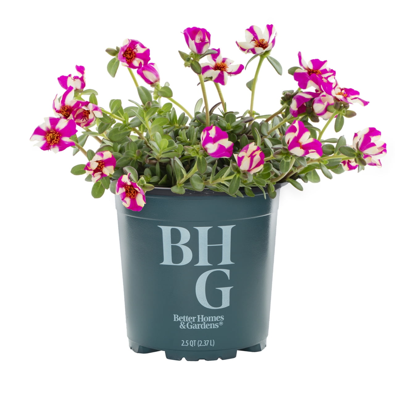 Better Homes & Gardens 2QT Multicolor Portulaca Live Annual Plant
