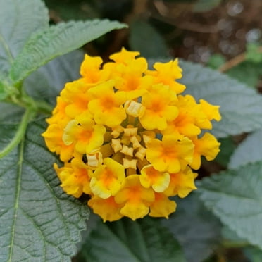 Yellow Lantana Plants Live, Perennial Lantana Plants for Outdoor Gardening, 4 Inch