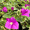 Blueberry Ice, variant on 2 Purple Bougainvillea Plants 4–7 Inches Tall, Flowering Vine Plant for Outdoor Garden, Colorful Climbing Plant