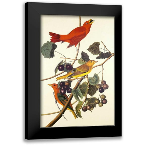 Audubon, John James 11x14 Black Modern Framed Museum Art Print Titled - Summer Red Bird