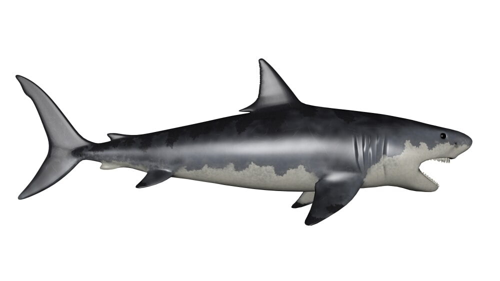 was a megalodon a dinosaur
