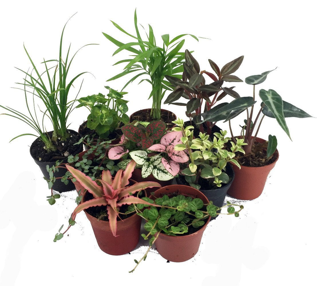 10 Plants 2" Pots Mini Ferns for Terrariums/Fairy Garden 