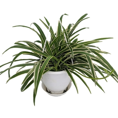 Reverse Variegated Spider Plant - Easy to Grow/Cleans the Air - 4.5