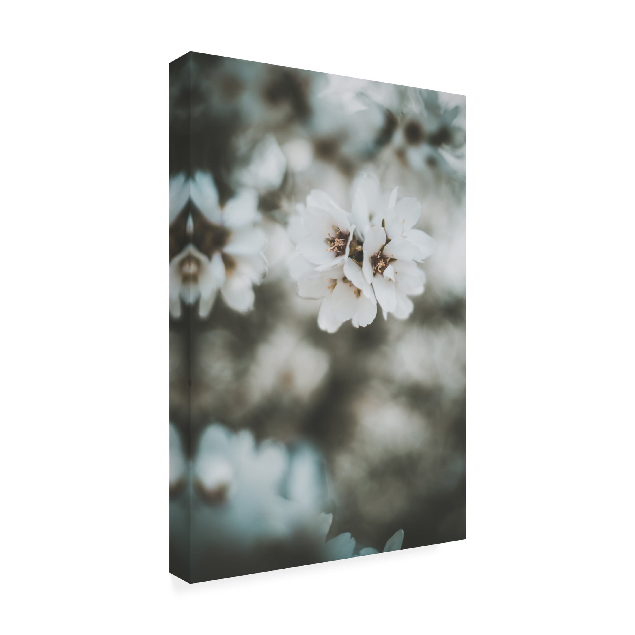 Trademark Fine Art Tim Mossholder Almond Blossoms Canvas Wall Art