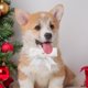 thumbnail image 5 of Bocqde - Corbata navideña para mascotas, color sólido, lazo, collar de flores de terciopelo, collar ajustable, accesorio para mascotas, 2 piezas, regalos de Navidad, liquidación., 5 of 6