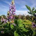 thumbnail image 3 of Arroyo Lupine Flower Seeds, 3 of 10
