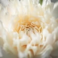 thumbnail image 2 of 21"H Sullivans Soft Cream Dahlia Spray, Cream, 2 of 3