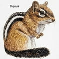 thumbnail image 3 of CafePress - Ground Squirrel Chipmunk (Front) Sweatshirt - Crew Neck Sweatshirt, 3 of 4