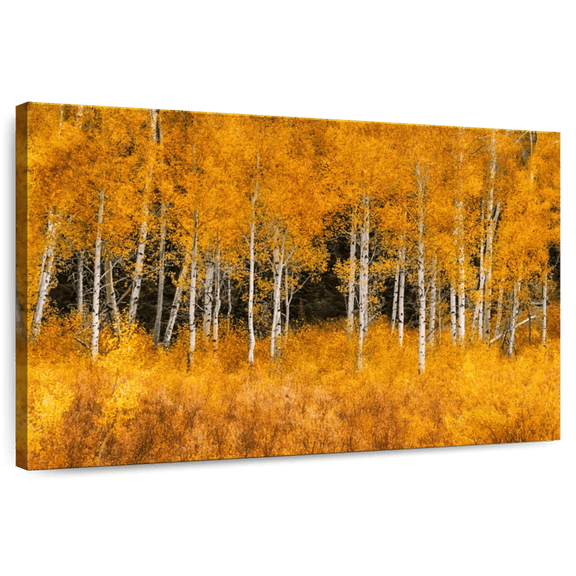 Elephant Stock Grand Teton Aspen Trees Wall Art - Horizontal Canvas Wall Art - Living Room Wall Decor - Floral And Botanical Canvas - Orange And Black Decor - 12" x 8"