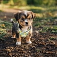 thumbnail image 2 of Conjunto de arnés y correa para cachorros de Unique Bargains con tiras reflectantes y cintas mágicas, arnés para paseos XS verde, 2 of 7