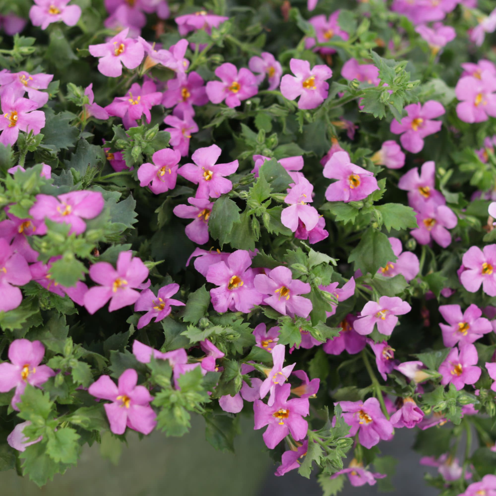 Proven Winners 4" Pink Snowstorm Rose Bacopa Live Plant in 4.25" Pot (4 Count)