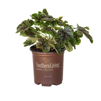 Southern Living Empress of China Dogwood Live Shrub in 2.5-Quart