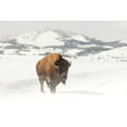 thumbnail image 2 of The Yellowstone Collection 32x23 White Modern Wood Framed Museum Art Print Titled - Bull Bison near Swan Lake, Yellowstone National Park, 2 of 4