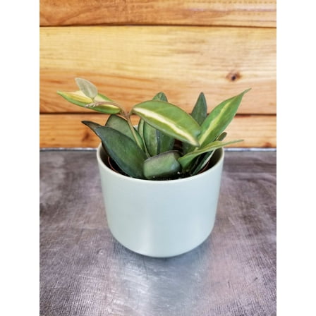 Hoya DS 70 Variegated, 2" Plant, The Plant Farm