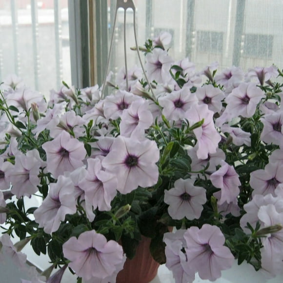 100 Seeds Hanging Petunia Seeds Balcony Planting Lawn Garden Seed for Outdoor Courtyard