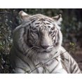 thumbnail image 1 of Print: Montgomery Zoo, Montgomery, Alabama, 2010, 1 of 1