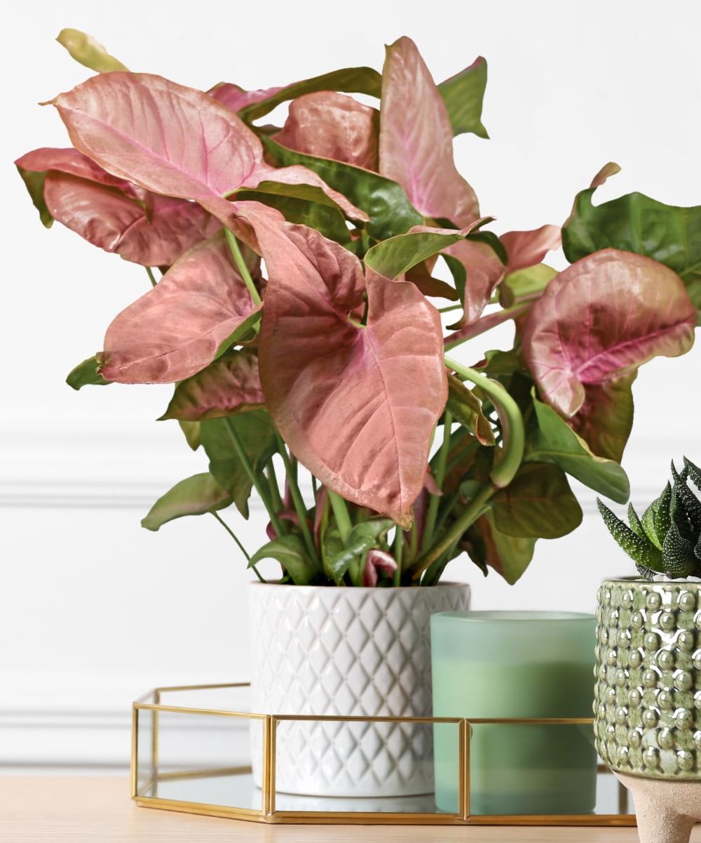 4 in. Syngonium Neon Robusta Live Houseplants with Bright Indirect Sunlight - 3 Piece