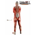 thumbnail image 4 of Cosplay de Ataque a los Titanes, cosplay de Shingeki no Kyojin, medias colosales de utilería, disfraces de Halloween para hombres musculosos, zentai para adultos, 4 of 4