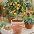 thumbnail image 4 of 6PCS Plant Pot Cover Cuttable, Flower Pot Soil Cover Protectors for Indoor Plants Plant Protectors from Animals Cuttable Plant Soil Cover for Outdoor Garden Plant Protection, 4 of 10