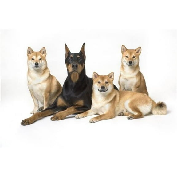 Doberman Pinscher & Friends Poster Print by Corey Hochachka, 34 x 22 - Large