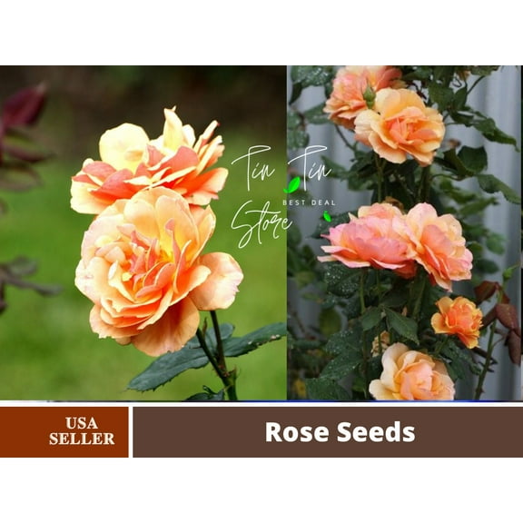 30 Rare Seeds| About Face Rosa Grandiflora rose Seeds #1109 | Seeds, Herbal Seeds, Flower Seeds, No GMO , Mixed Seed, Chinese Seeds