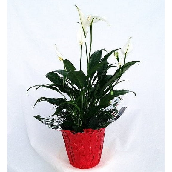 Peace Lily Plant - Spathyphyllium - 4" Pot/Decorative Pot Cover