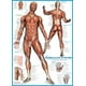 EurographicsPuzzles - Système Musculaire - puzzle - 1000 Pièces – image 4 sur 4