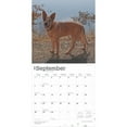 thumbnail image 4 of Australian Cattle Dogs 2025 12 X 24 Inch Monthly Square Wall, 4 of 9