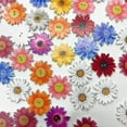 thumbnail image 4 of 50 Uds. Botones Costura Crisantemos Ropa para Álbum Recortes DIY, 4 of 8