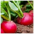 thumbnail image 3 of Everwilde Farms - 1 oz Organic Champion Radish Seeds - Gold Vault Bulk Seed Packet, 3 of 3