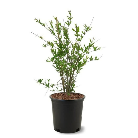 Expert Gardener 2-3 ft tall Wonderful Pomegranate Live Tree in 5-Gallon Grower Pot