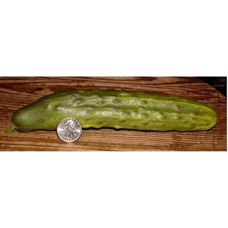 Cucumber Bush Crop Great Heirloom Vegetable 20