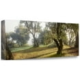 thumbnail image 2 of Tangletown Fine Art 'Oak Tree - 71' Photographic Print on Wrapped Canvas, 2 of 2