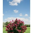 thumbnail image 2 of Fire Light® Panicle Hydrangea, 2 of 5