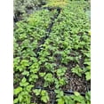 3 Fall Gold - Raspberry Plants - Everbearing - - Ready for Spring ...
