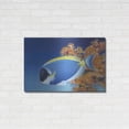 thumbnail image 3 of Luxe Metal Art 'Powder Blue Tang' by Durwood Coffey, Metal Wall Art, 36"x24", 3 of 9