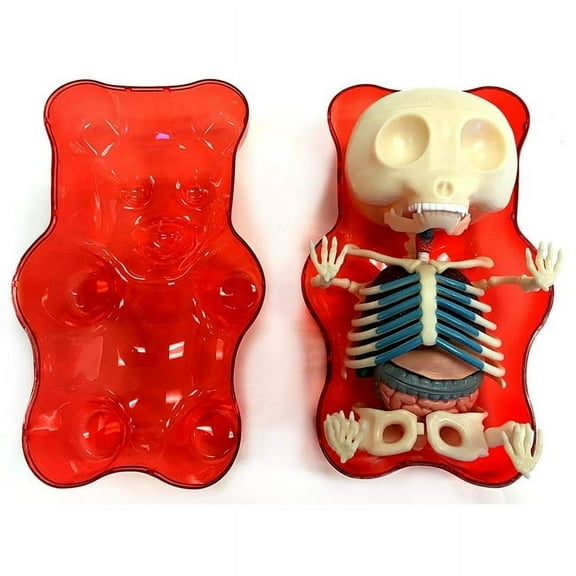 Gummi Bear Anatomy Model (Red)