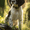 Springer Spaniel Puppy, variant on English Springer Spaniel Dog Canvas Print, Pet Wall Decor Gift for Living Room Bedroom Office Kitchen Den Bathroom Hallway Man Cave