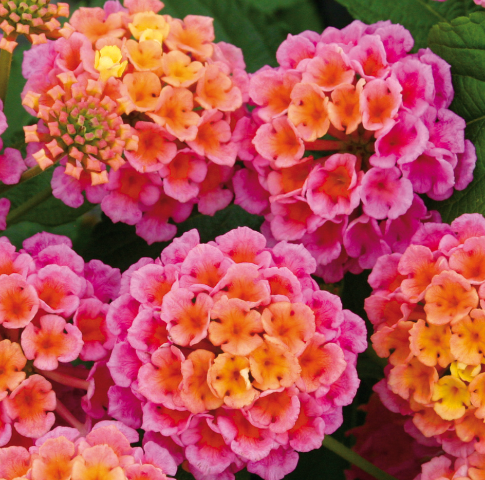 Rose Lantana Plant Live for Planting Outdoors, 5 to 7 Inch Tall, Fragrant Lantana Live Plants for Planting Outdoors, Butterfly Lantana Perennial Flowers Lantana Trees, No Pot