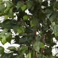 thumbnail image 3 of Nearly Natural 6.5Ft. Ficus With Decorative Planter, 3 of 5