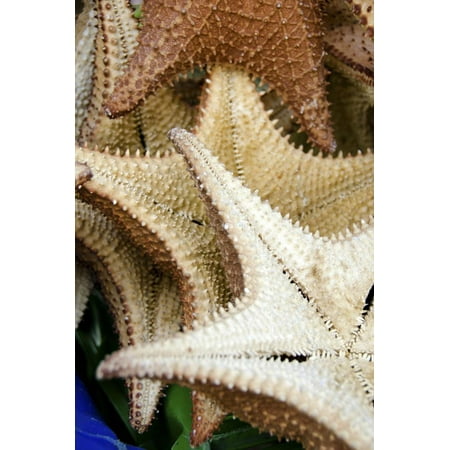 Souvenir Starfish and Seashells for Sale, Livingston, Guatemala Print Wall Art By Cindy Miller