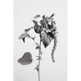 thumbnail image 3 of 1x Studio III 11x14 Black Modern Framed Museum Art Print Titled - Grey Plant, 3 of 5