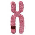 thumbnail image 1 of TISHITA x Chromosome Model Sturdy Human Chromosome for Classroom Medical Model Study, 1 of 8